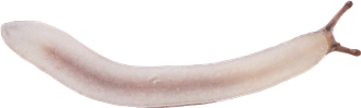Arion fuscusBRUN SKOGSSNIGEL13,7 × 45,4 mm